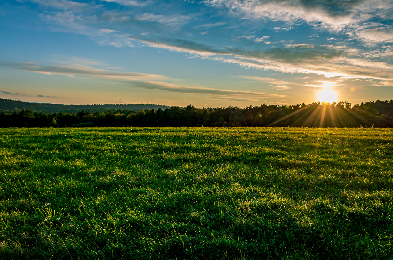 field
